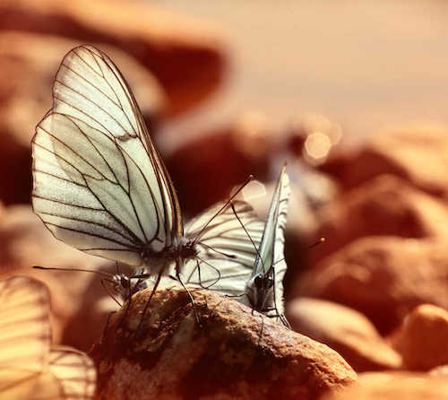 conferencia 7 claves bienestar